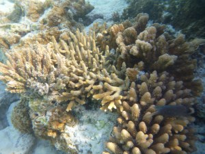 Coral on the Reef at North West Island