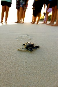 Baby turtle hatchlings one morning scurrying down the beach to the water