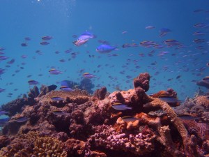 North West Reef (with me in the background I think) Rikki's photo