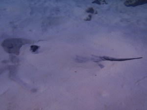 Friendly ray hiding int he sand - one of Rikki's great photos