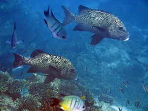 Beautiful Fish at Heron Bommie