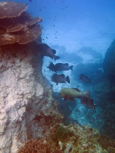 Everyone hanging out around Heron Bommie