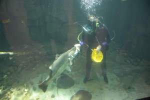 Feeding the 1m+ Barramundi during the Daily Dive and Feeding Show