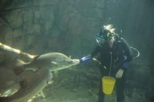 Feeding the 1m+ Barramundi during the Daily Dive and Feeding Show