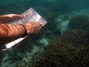 Using Rapid Monitoring Sheet