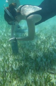 Sampling Seagrass (please note this image is taken from online and not me)