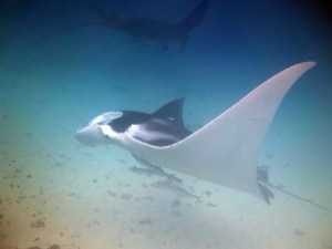 Manta Ray at Big Bommie at North West Island at the cleaning station