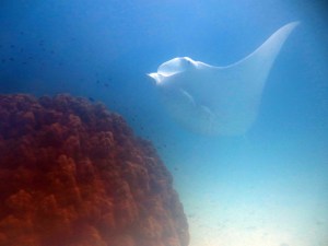Manta Ray at Big Bommie at North West Island at the cleaning station