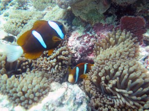 Beautiful Anenomie Fish 